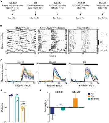 Circadian Chimeric Mice Reveal an Interplay Between the Suprachiasmatic Nucleus and Local Brain Clocks in the Control of Sleep and Memory